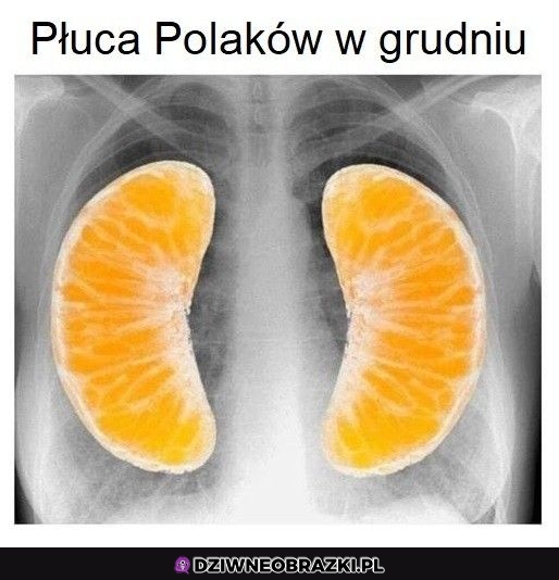 Polskie płuca