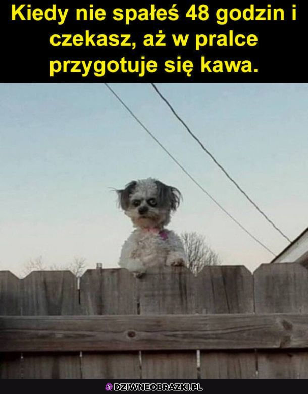 Zmęczonko