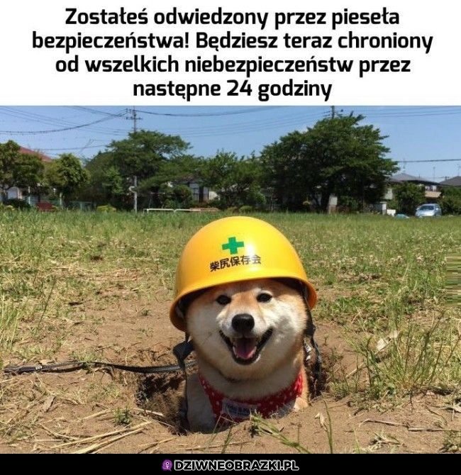 Podziękuj Pieseł