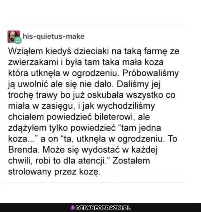 Koza śmieszka