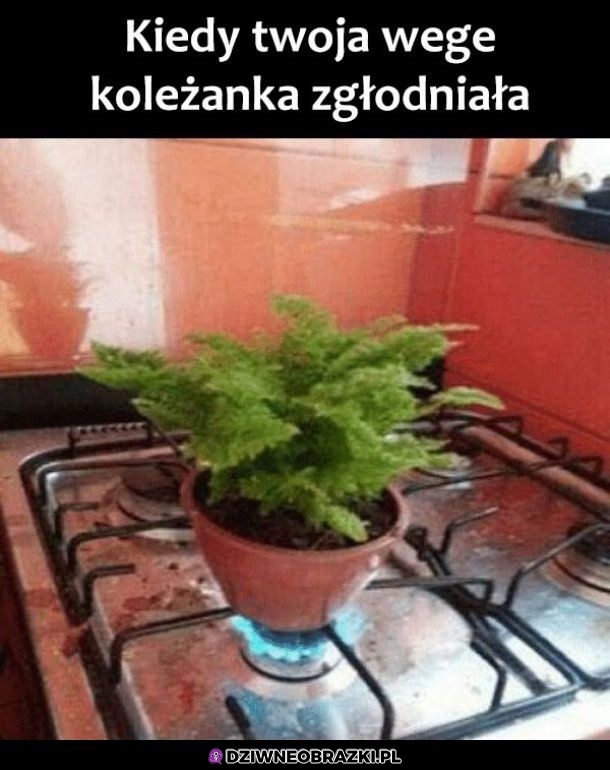 Ciepły posiłek 