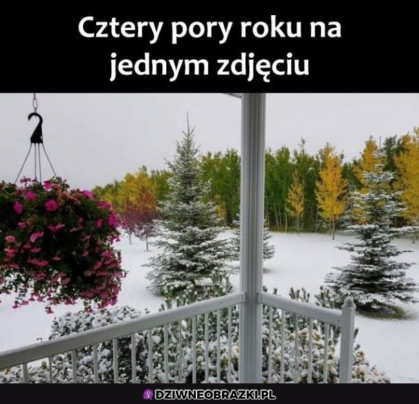 Cztery pory naraz