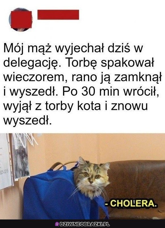 zorientował  się...