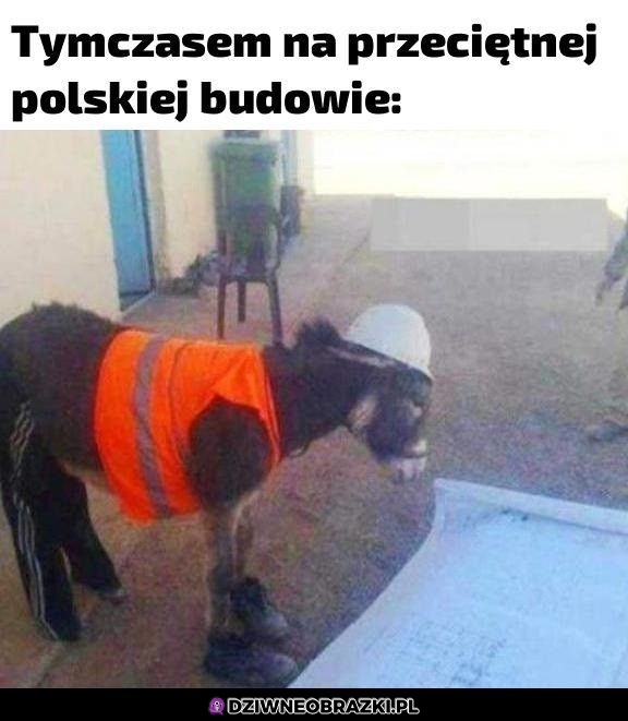 I już wiadomo co za osioł to murował