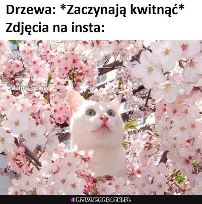 I całe insta zakwiecone