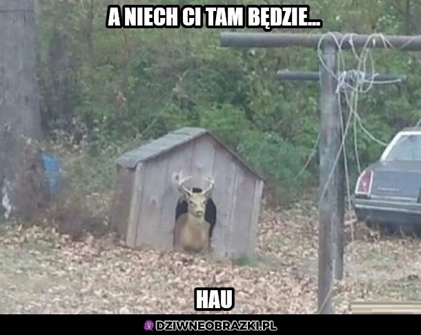 Dziwny piesek