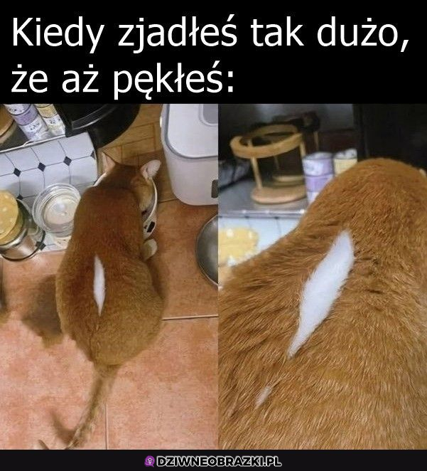 Za dużo karmy