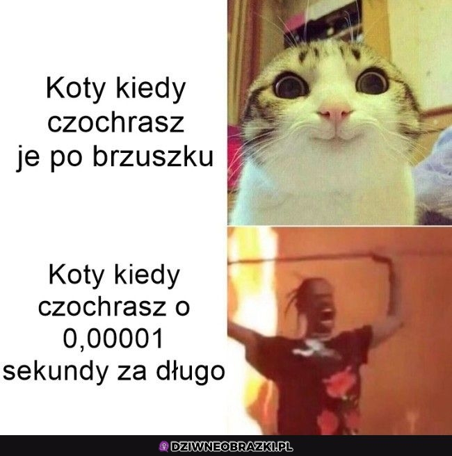 Koty takie są