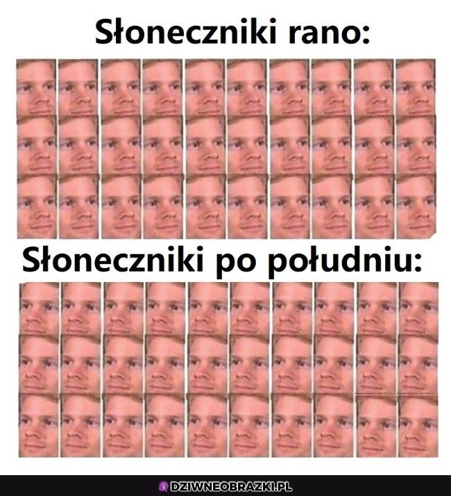 Słoneczniki takie są