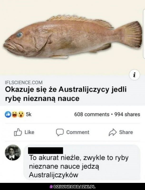 Nieźle