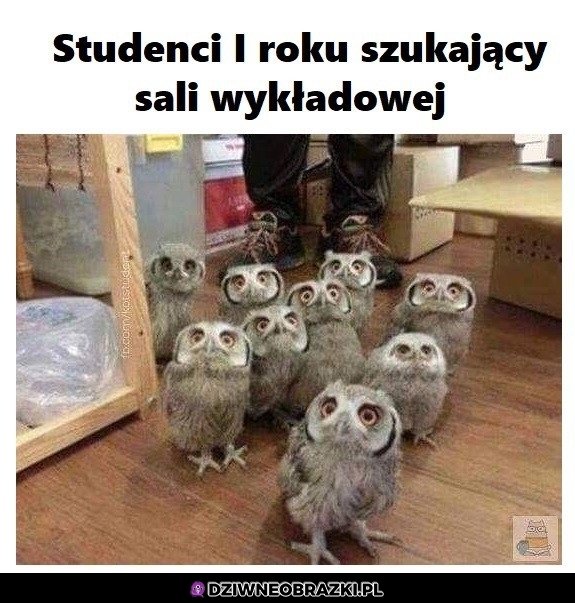 Pierwszaki