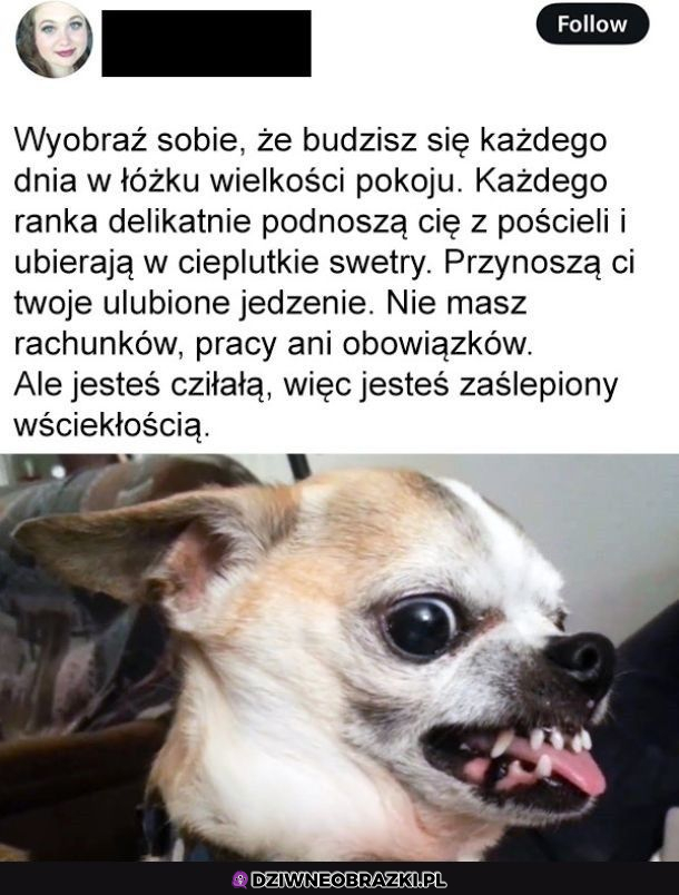 Jesteś Cziłałą