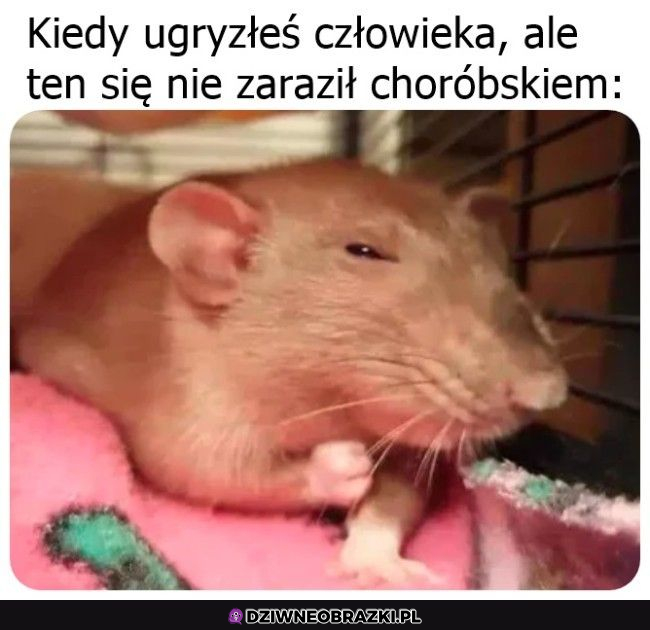 Jupi! Więc jestem zdrów