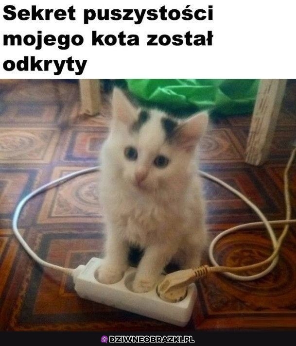 Sekret puszystości
