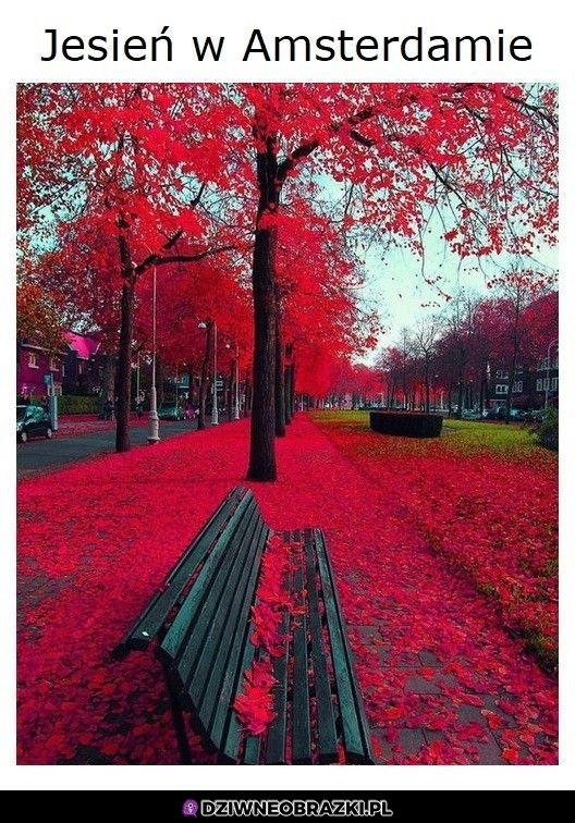 Ładna