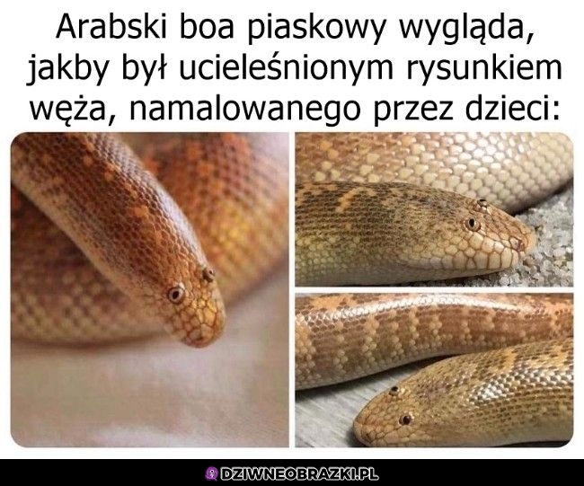 Dokładnie tak wygląda