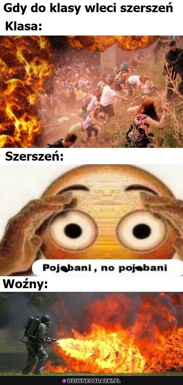 Szerszeń w klasie