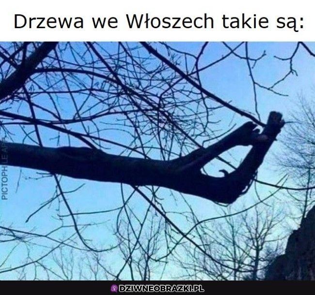 Włoskie drzew