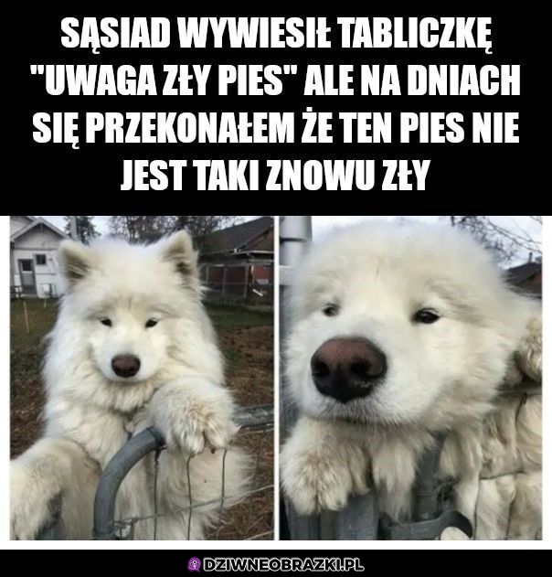 Zły pies