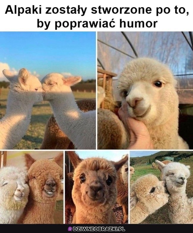 Alpaki są spoko