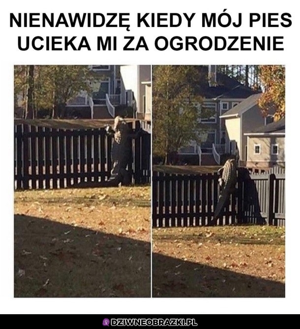 Dziwny piesek