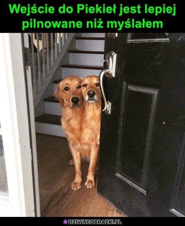Cerbereł