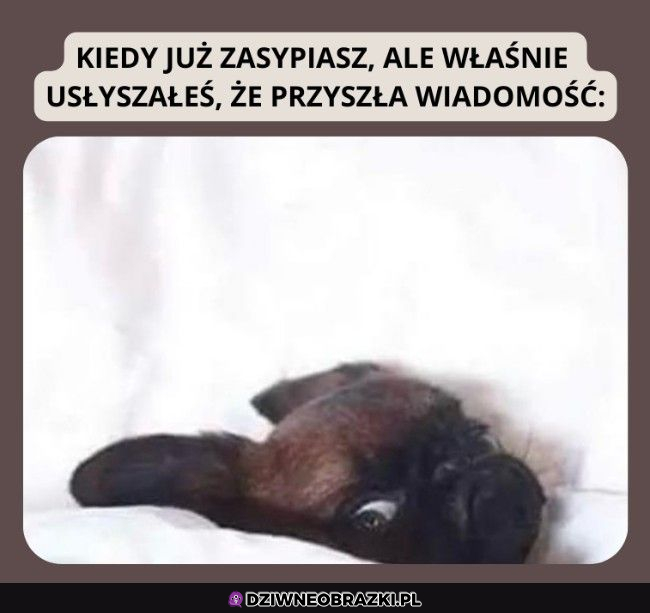 Ciekawość jest silniejsza