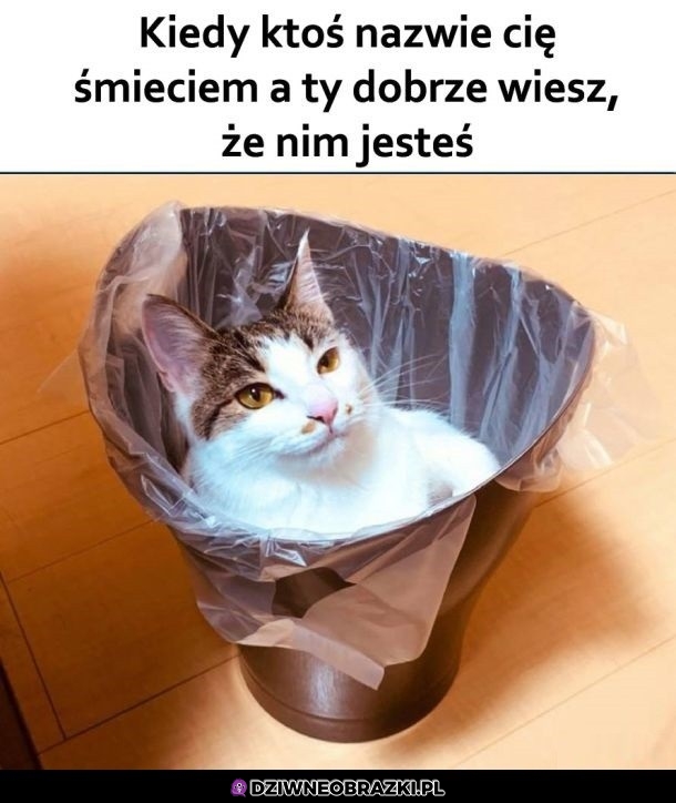 No witam