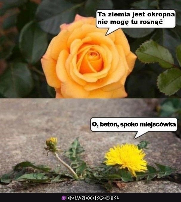 Mleczyk najlepszy