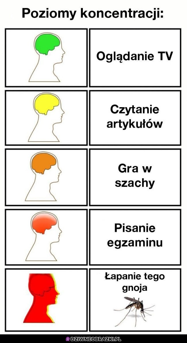 Poziomy koncentracji