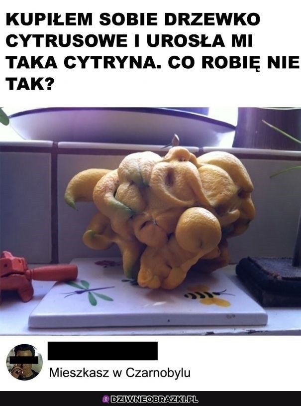 Cytrynka