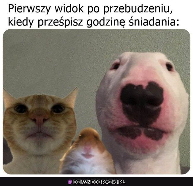 Kiedy śpisz za długo