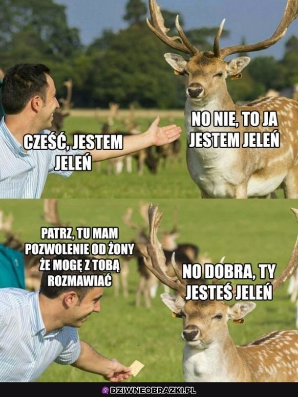 Kto tu jest jeleniem?