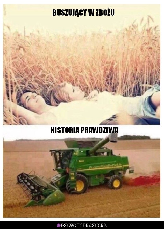 Buszujący w zbożu