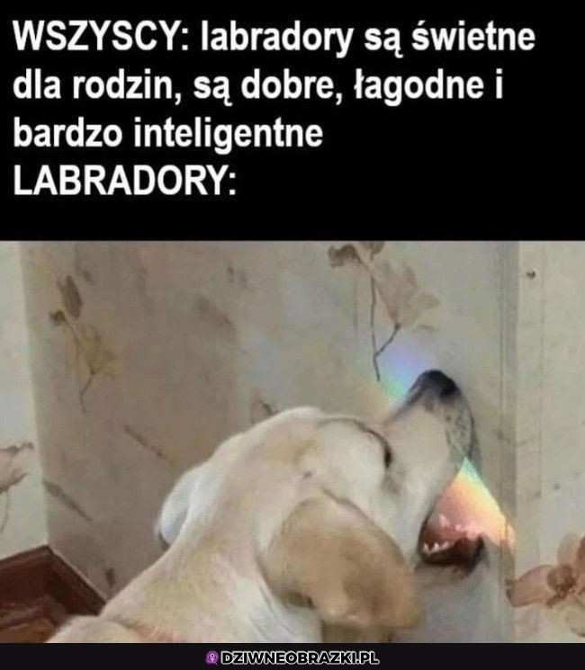 Labradory