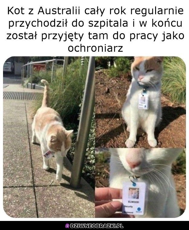 Najlepszy pracownik