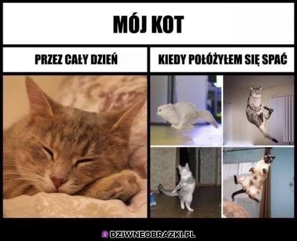 Koty takie są