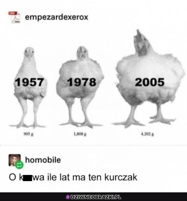 Stary kurak