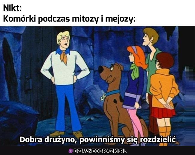 Mitoza i mejoza