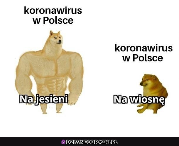 Korona taka jest