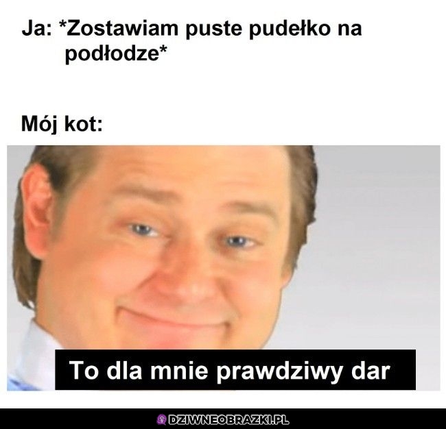 Tymczasem mój kot