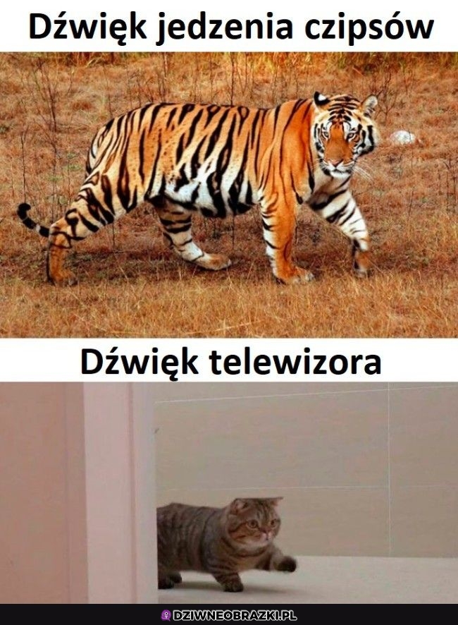 Wiadomo co głośniejsze