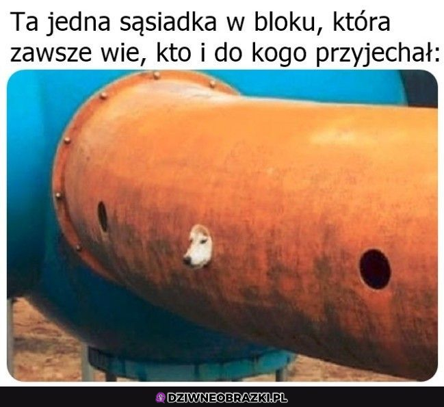 Każdy ma taką sąsiadkę