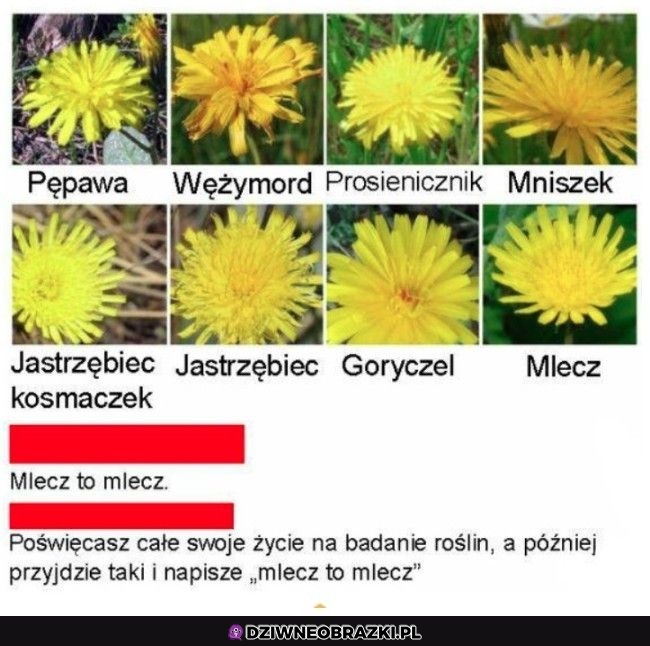 Mleczyki