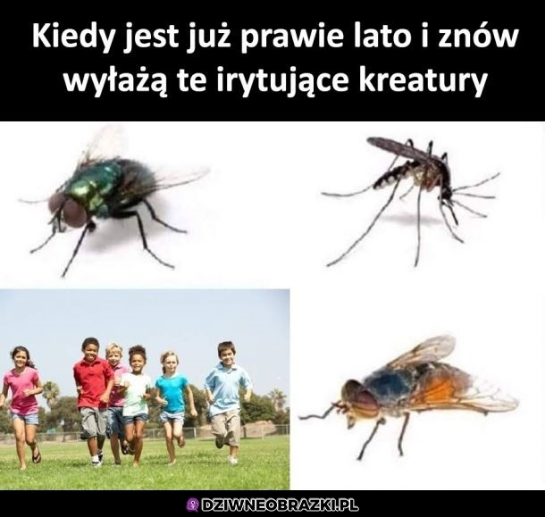 Kreatury
