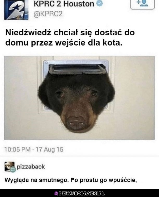Niedźwiedź