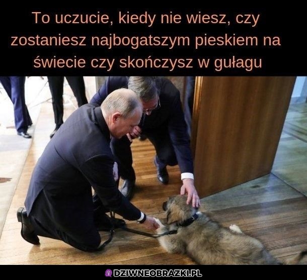 Zmieszany