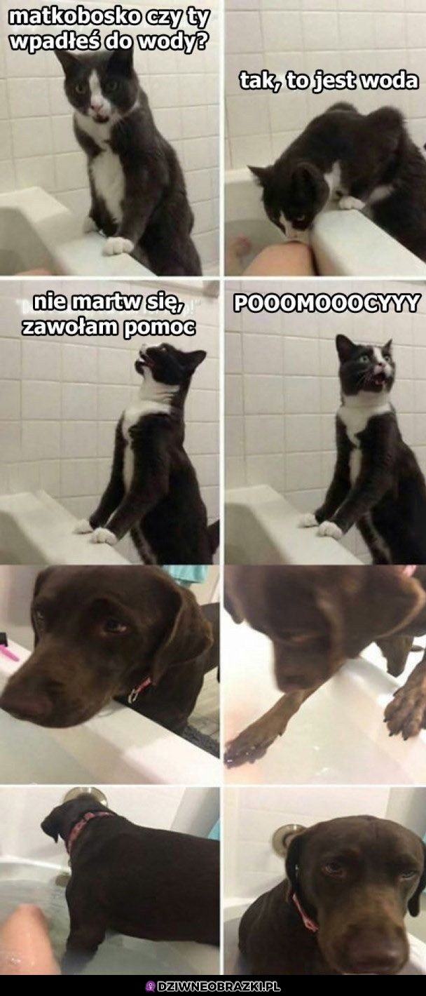 Pies vs kot gdy jesteś w wannie