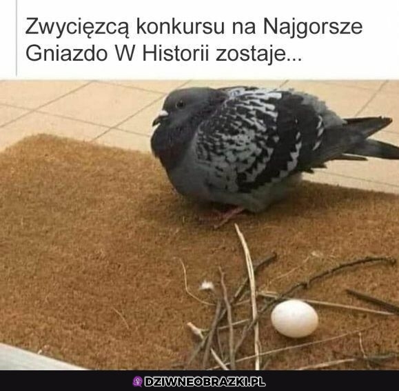 Bardzo udane gniazdko