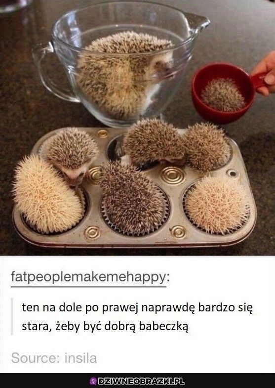 Jeżyki